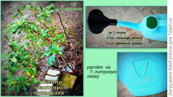 Я  пришла  к выводу: за ним ухаживать надо по систематическому расписанию  подкормок и поливов !