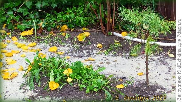 Наверное,   ещё не очень скоро наша сосна  сможет выступить патронессой  рядом с  моими Рододендронами...