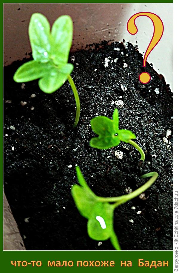 Очень похоже на Ипомею?  Могут ли быть такими семядольные  листики  Бадана?