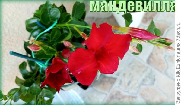 Вот  такая  красотка в дом  приехала, а сейчас  стоит сухой  голый  обглоданный  стебель: все листья отпали... Кто -то явно  постарался..   На  белой  я нашла  мучнистого червеца  и постепенно с ним борюсь... А на этом цветке  вредителя  разглядеть не успела... Наверное вонючки обсосали  все  соки....