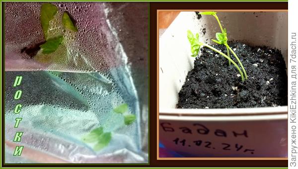 Видимо  взяла  смешанный грунт с самосевными семенами!