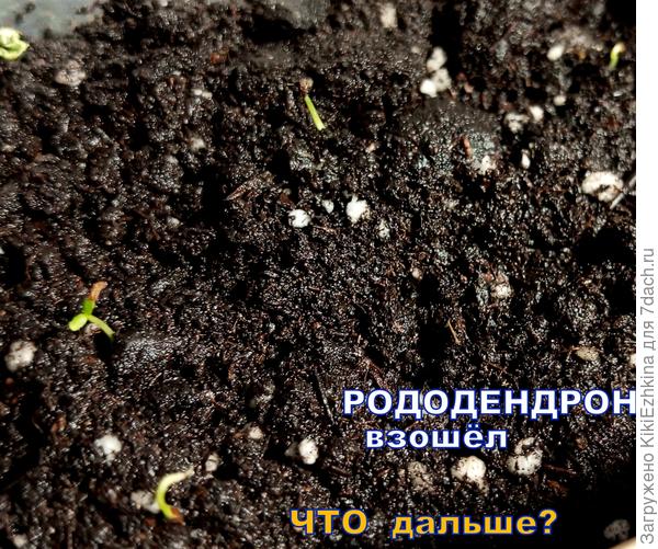 Грунт пролит Фитоспорином М...  Вчера  за компанию сбрызнула Актарой...  слегка...  Наверное,   у  вредителей  теперь нет шанса...