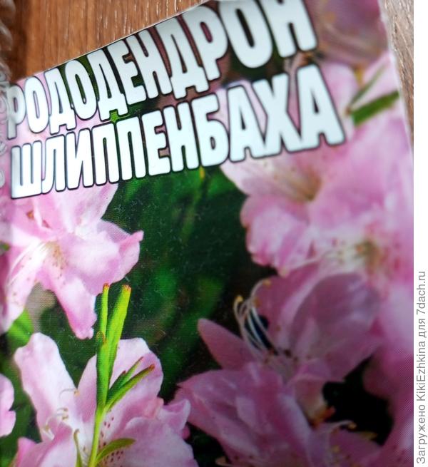 Растения  поднялись, поставила  под круглосуточную лампу... Что ещё  сделать ,  чтобы  не сгубить ростки?