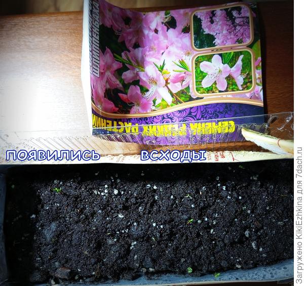 Уже  дня два наблюдаю за ростками...