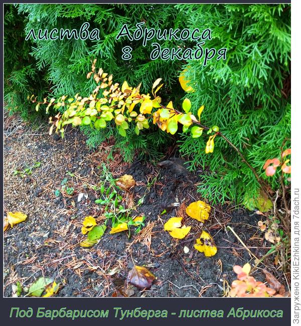 Листики Абрикоса  представляются  более-менее безвредными для  сада...