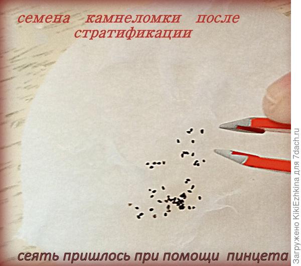 семена  на  ватном диске, трудно поднять без волокон  ваты...