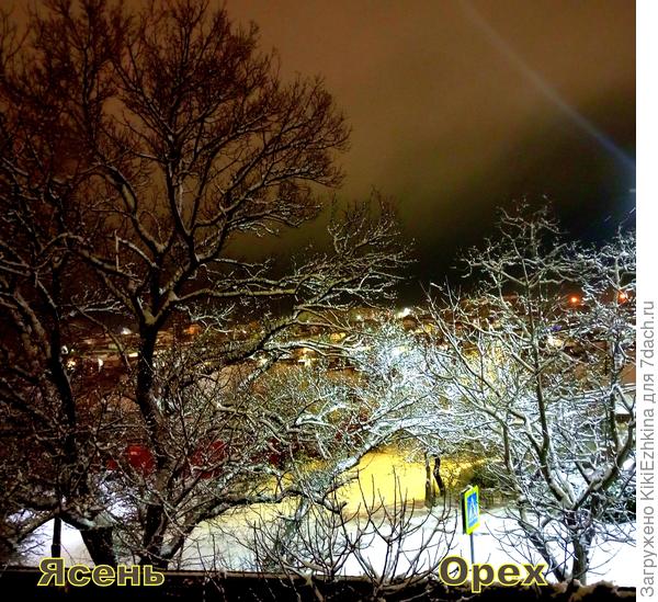 Успели сфотографировать зимний снег на наших деревах...