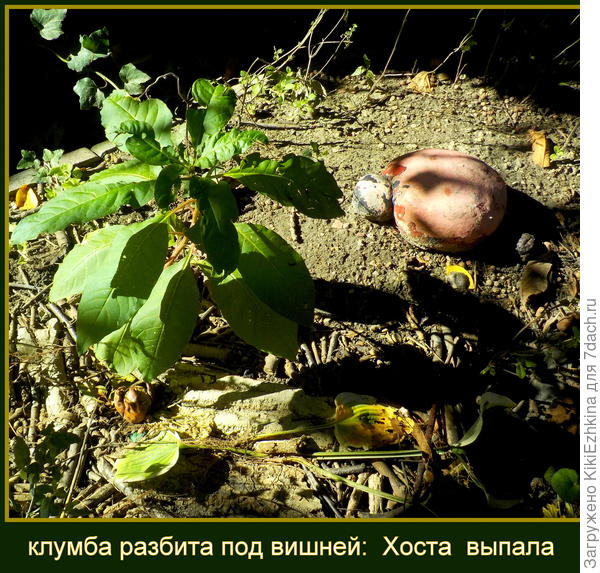 Пыталась вырастить на этой клумбе в центре огромный куст Лаконоса, на фото- второй год роста... В третьем сезоне он зацвёл несколькими кисточками (я подумала солнца в тени Ореха и Вишни ему катастрофически не хватает!)