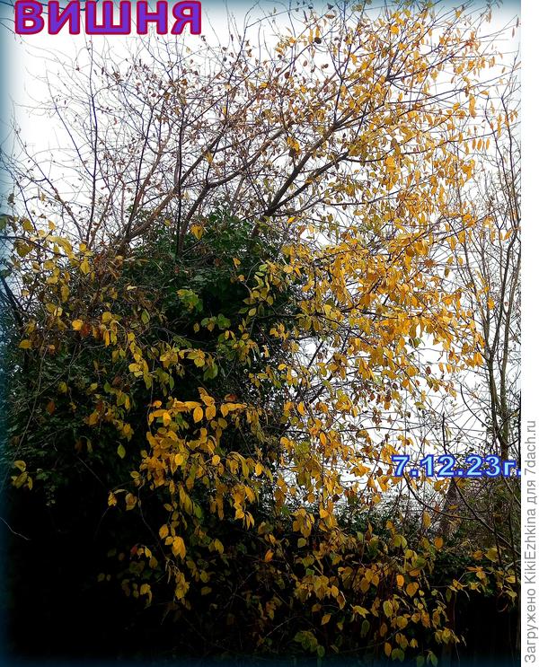 Весной  она  цветёт,  летом  плодоносит,  осенью дарит нам  золотой   витраж  из  листвы...