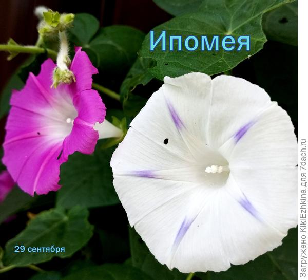 Теперь стало  любопытно- какого цвета эта самая  Ипомея, а то бывают вот такие беленькие  попадаются- честно признаюсь : не мой цвет! :)