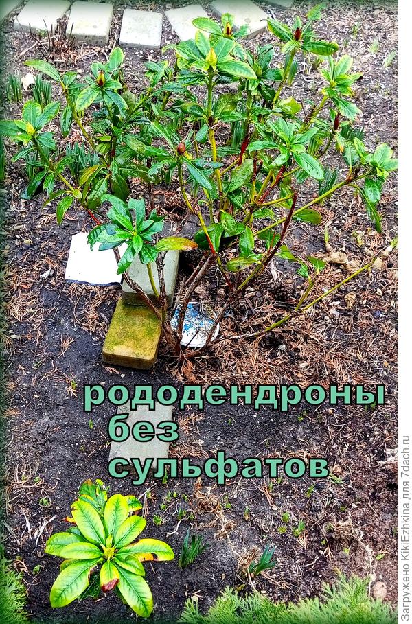 Страдающие без сульфатов Рододендроны
