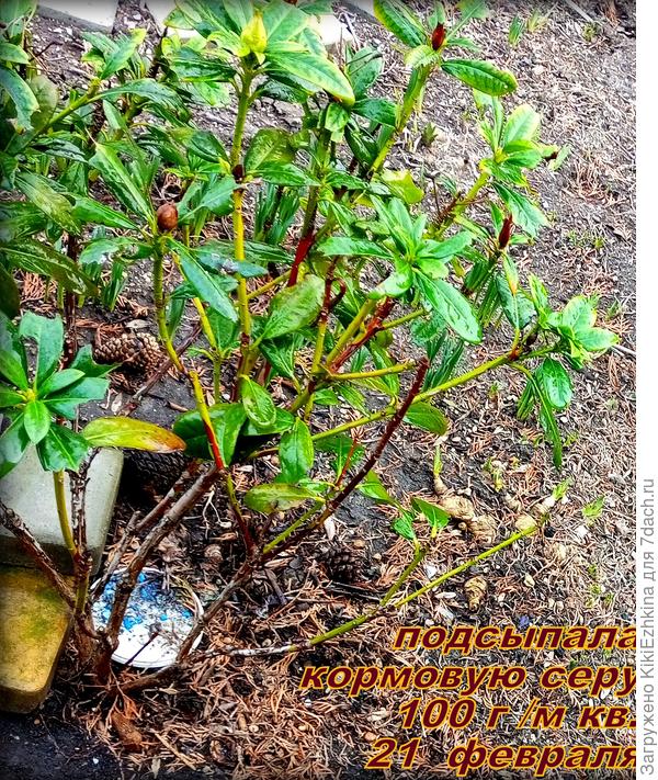 После подкормки слегка почистила кустик от подсохших старых почек и подсохших верхушек веточек... после Бороздчатого Долгоносика и Улиток