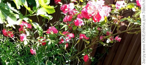 Эта (Карминная)  плетистая  роза  более-менее устойчива к болезням, а вот бело-розовая  нуждается в  постоянной заботе от грибка!