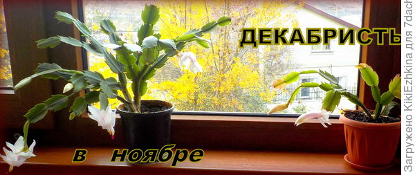 Пока все   Шлюмбергеры  не  захирели   никаких  вредителей  в лицо я не наблюдала, кроме  щитника-вонючки, на  которого я  сначала и подумать не могла! Бегал по дому, ну и бегал... А он, оказывается отсасывал соки с моих декабристов,как я  сейчас понимаю... Так  что вредителей- на любой вкус:  и  Мучнистый  червец,  и Паутинный  клещ, да ещё и Щитники...