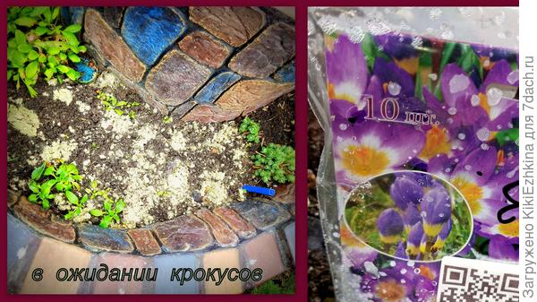 Наша  мечта  пока  вызревает...