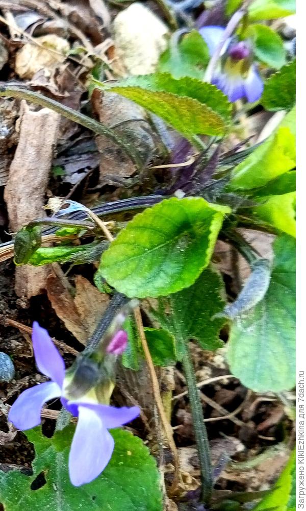 Первый  кустик  Фиалки душистой этого  сезона...
