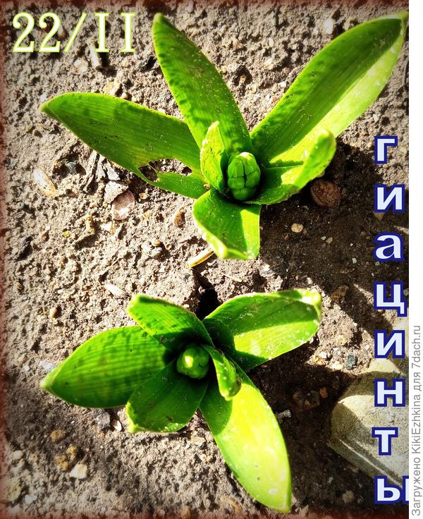 А в саду у нас  уже  Гиацинты готовятся к цветению...