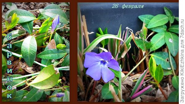 А под Абрикосом  полянка Барвинка набирает цвет...