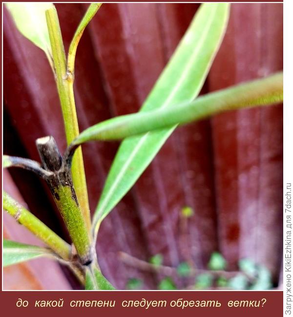 Насколько  круто надо сделать обрезку?