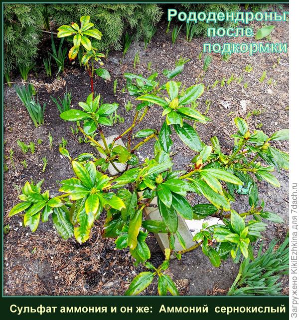 Полила по  листу и под корень раствором  Сульфата  аммония