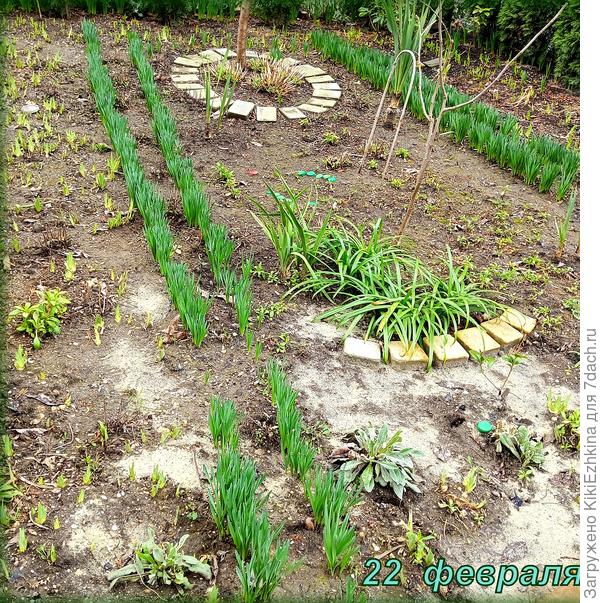 Первые признаки пробуждения  моего  сада:  &amp;quot;лесополосы&amp;quot;   Нарциссов...