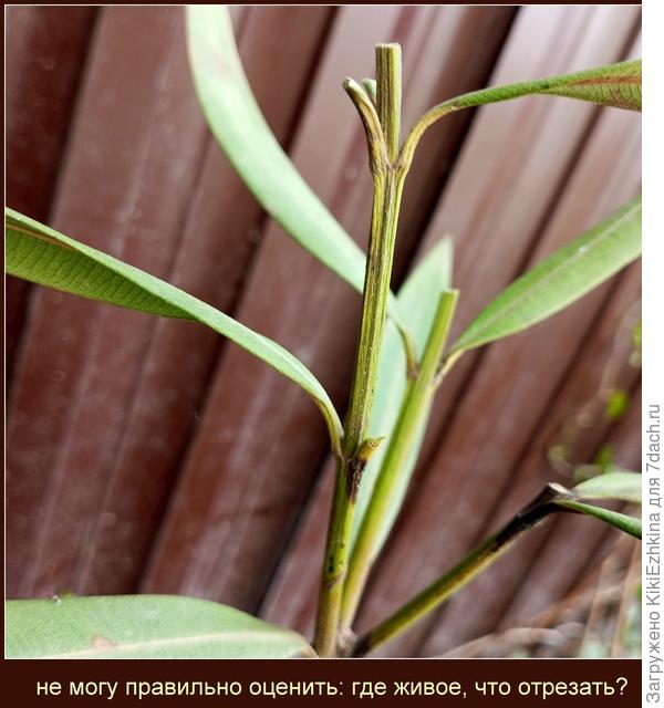 Стоит ли  сохранять зелёные  листья  на потемневших узлах?