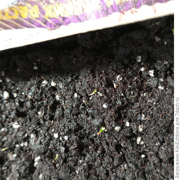 Посмотрим,что получится с их выращиванием, надо подобрать место в тени