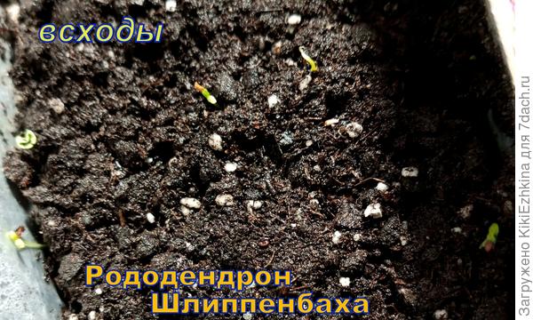 Красная  японская Азалия  в  полутени листвы не выжила- погибла!