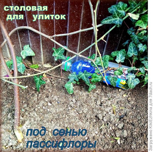 Срезала донышки и  устроила двухсторонний вход...