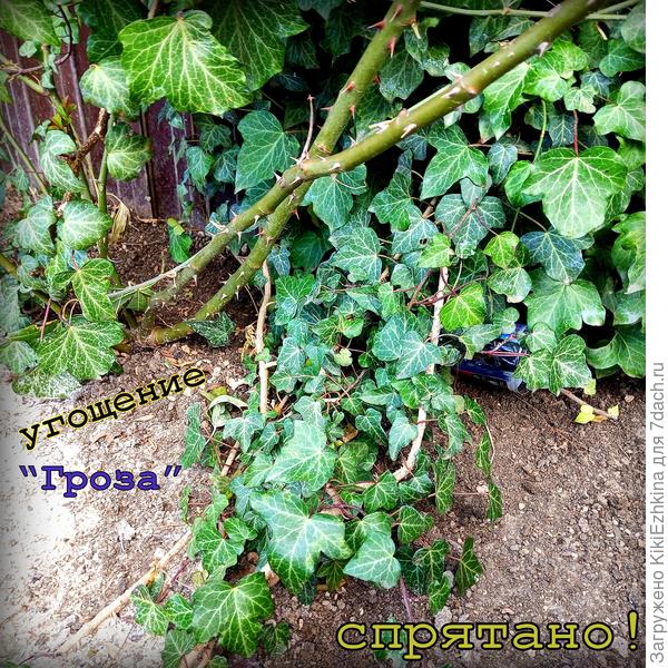 В двух местах уложила, надеюсь на наших ветрах не разлетятся  в разные  стороны...