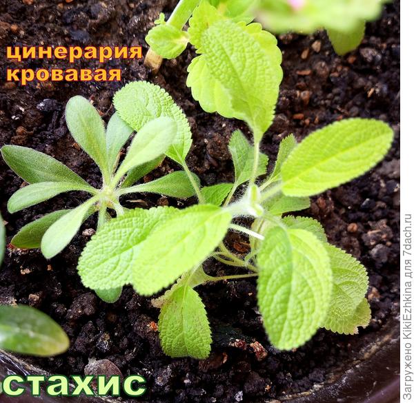 Красавчик  -  Стахис, а рядом Кровавая  Цинерария, которую мне сравнить не с чем: в инете все листики  иначе выглядят...