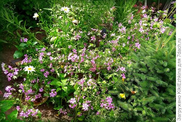 Весь этот пышный  цвет  Лесной  Герани   из одного  корня!