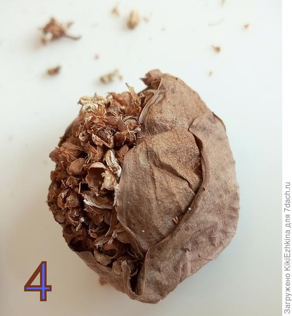 С какого  растения  сняты  семена?