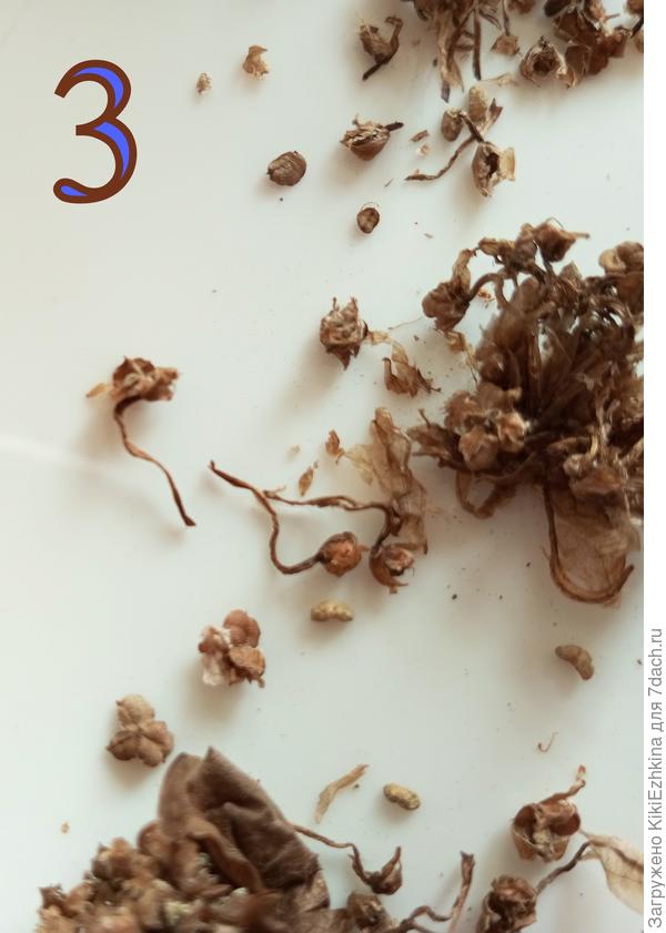 На  какие семена  это похоже?