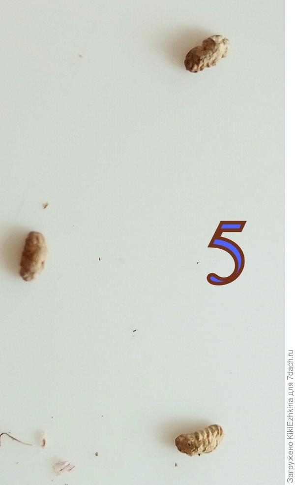 На  какие семена похожи?