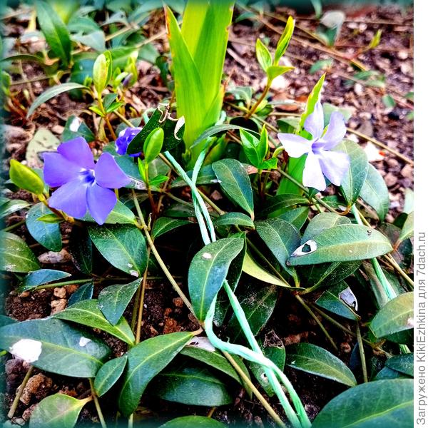 Барвинок  Малый  в  моём саду...