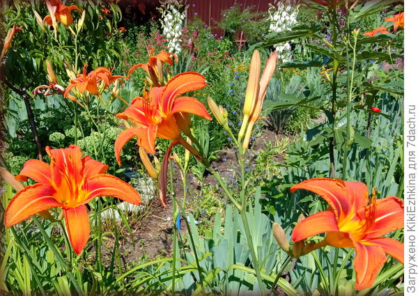 Мои простейшие и незатейливые  любимчики!