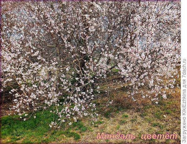 Почву  сухую   в середине марта  можно увидеть непосредственно под кроной дерева! Вот такая у нас сушь!