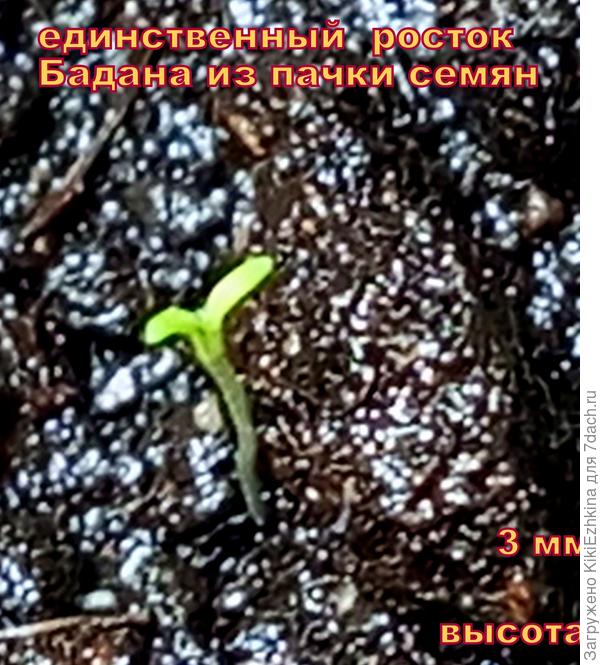 Остальные  семена лежат на мокром и  под пакетиком и под лампой, однако  не  просыпаются!