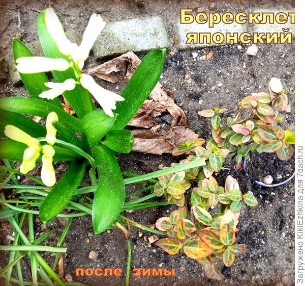 Вот  таких   обветренных и подсушенных  также необходимо  поливать и выхаживать!