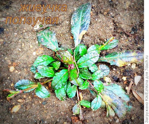 Не  знаю  какими в  итоге будут листья.  Надеюсь потемнеют...