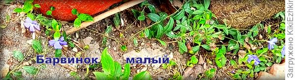 К сожалению фотокамера  не передаёт всей  прелести этого  весеннего цветочка...