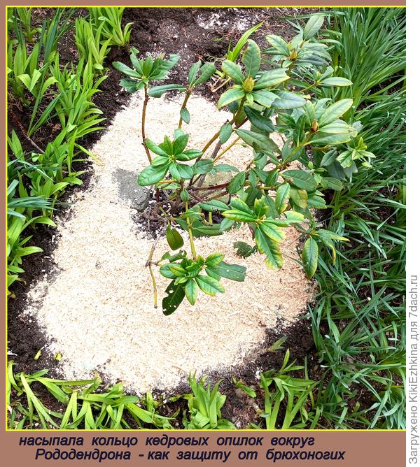 Стараюсь  создать своему  Рододендрону  приемлемую для него среду обитания...