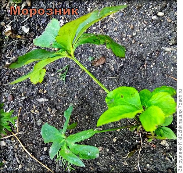 Так  мой  Морозник выглядел 1 января...сейчас  стоит с несколькими молодыми листиками, т.к. старые  листья пришлось снять...