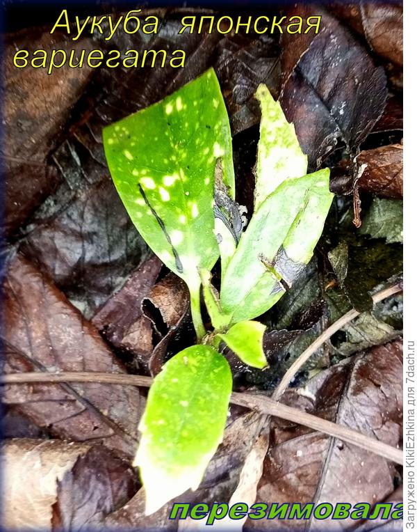 Сад в ожидании  расчистки...  от остатков  прошлогодней   листвы...