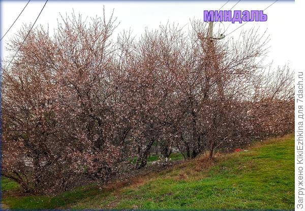 Дикий  Миндаль  с горьким ядром...