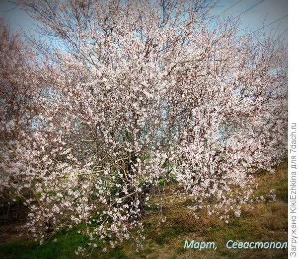 Миндаль  в диком  состоянии - и без минеральных удобрений!
