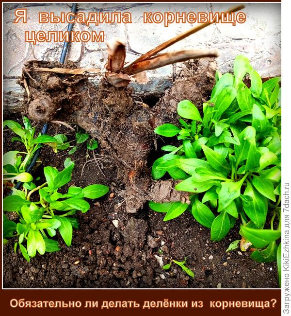 Двум таким  корням нашла местечки  внутри сада...