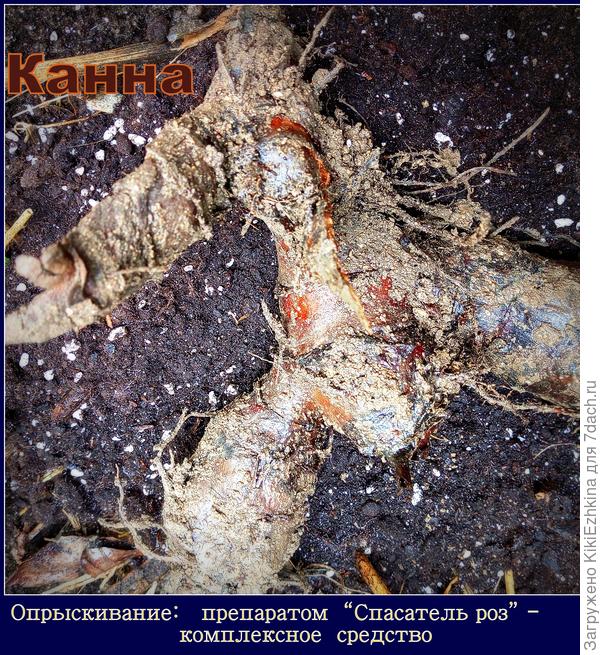 Написано: Эффективно и мгновенно уничтожает вредителей: листовёртку, пилильщика,цикады,щитовки,тлю...