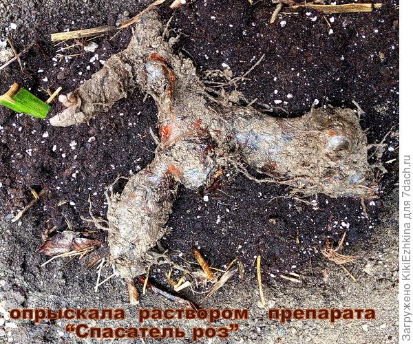 Корень не поделила, будет ли  цвести  в  этом году?